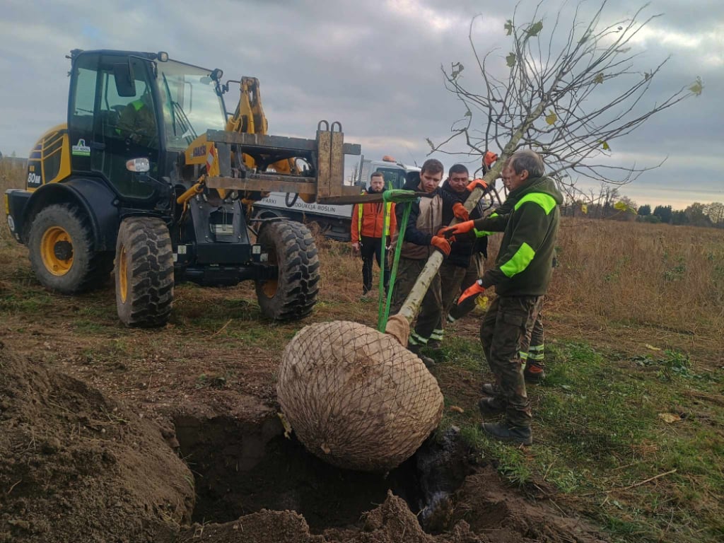 Wrocław sadzi drzewa wagi ciężkiej. Odpowiedź na wycinkę przy Kosmonautów - Sadzenie drzewa przy Kosmonautów/ fot. Mirosława Kuczkowska