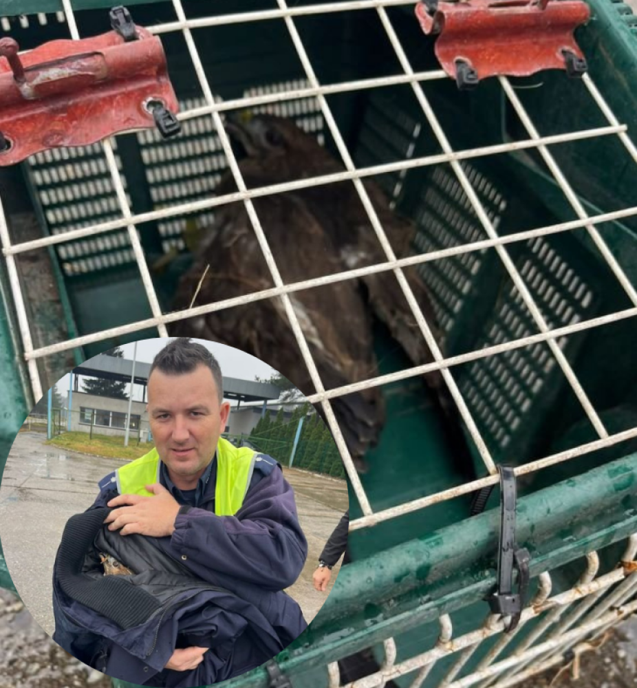 Ranny jastrząb utknął na ekspresówce. Policjanci ruszyli z pomocą - fot.dolnoslaska.policja.gov.pl