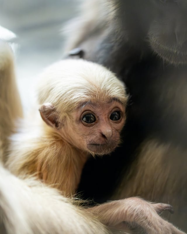 Nowy mieszkaniec wrocławskiego zoo. Gibon czapnik wita świat - fot. Zoo Wrołcaw