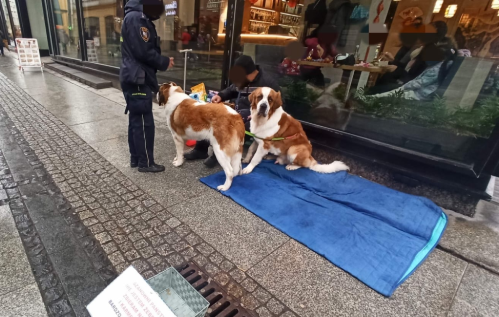 Mężczyzna z dwoma psami żebrał w centrum Wrocławia. Interweniowała straż miejska - Interwencja Straży Miejskiej na ulicy Oławskiej. Fot. Straż Miejska Wrocławia