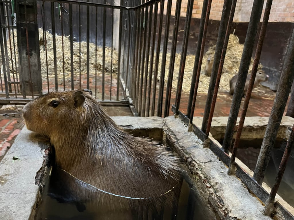 Nowe kapibary we wrocławskim zoo. Dbają o... trzeźwość wśród młodzieży - Jagoda i Malina zamieszkały we wrocławskim zoo. Fot. Beata Makowska