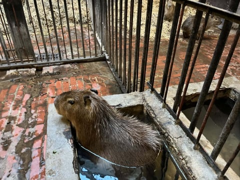 Nowe kapibary we wrocławskim zoo. Dbają o... trzeźwość wśród młodzieży - 0