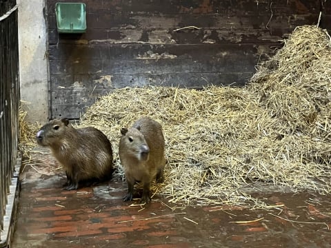 Nowe kapibary we wrocławskim zoo. Dbają o... trzeźwość wśród młodzieży - 1