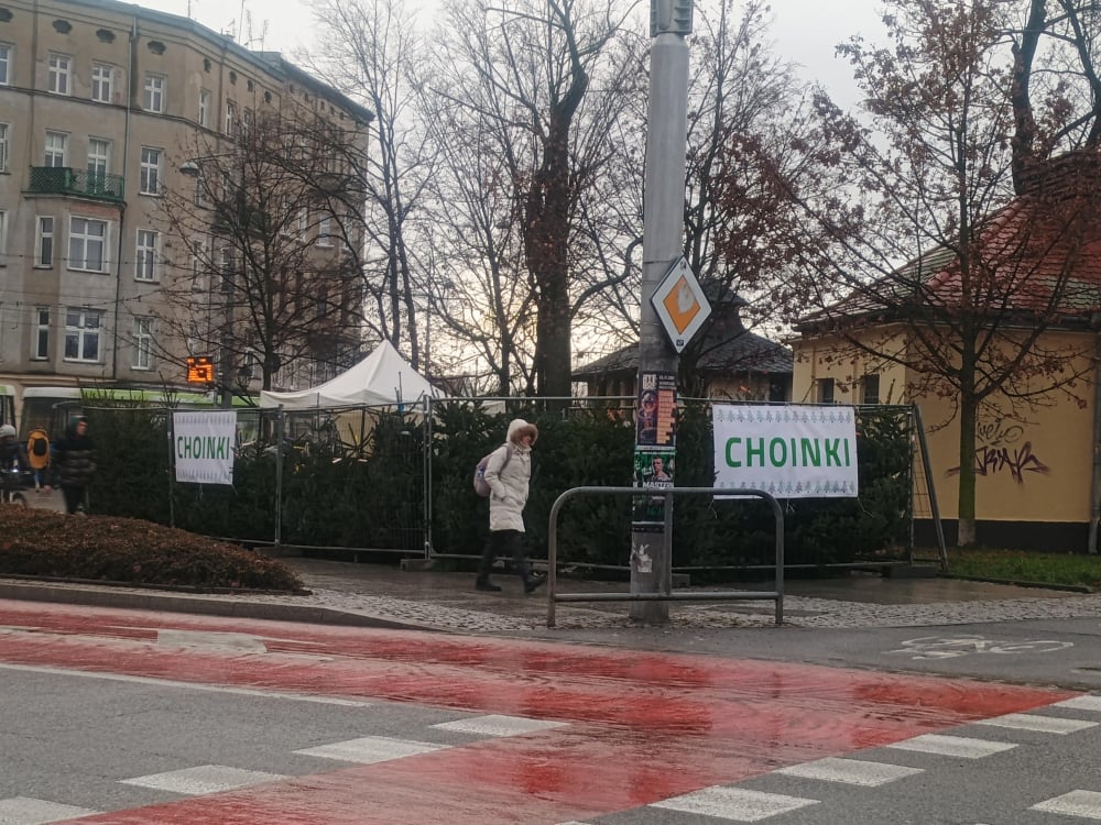 Ile kosztuje choinka we Wrocławiu? Nadleśnictwa szykują akcję specjalną przed świętami - Czy można legalnie wyciąć samemu świerk w lesie? Fot: Mirosława Kuczkowska