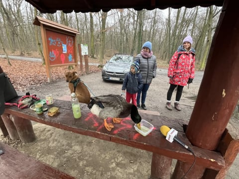 Gęś, kaczka i kundelek. Pan Dariusz podróżuje w nietypowym towarzystwie - 0