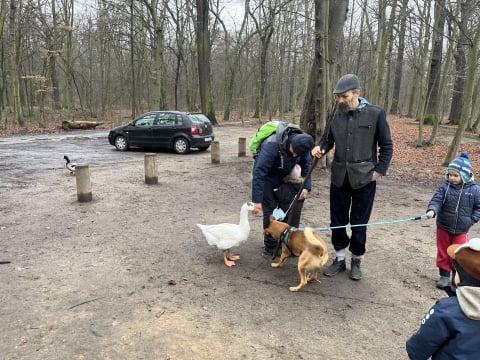 Gęś, kaczka i kundelek. Pan Dariusz podróżuje w nietypowym towarzystwie - 2