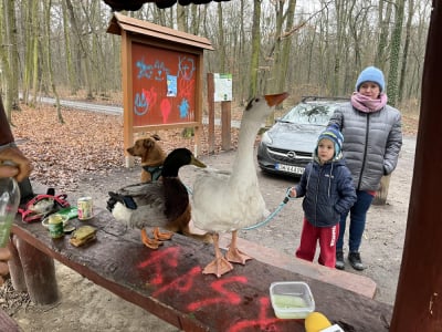 Gęś, kaczka i kundelek. Pan Dariusz podróżuje w nietypowym towarzystwie