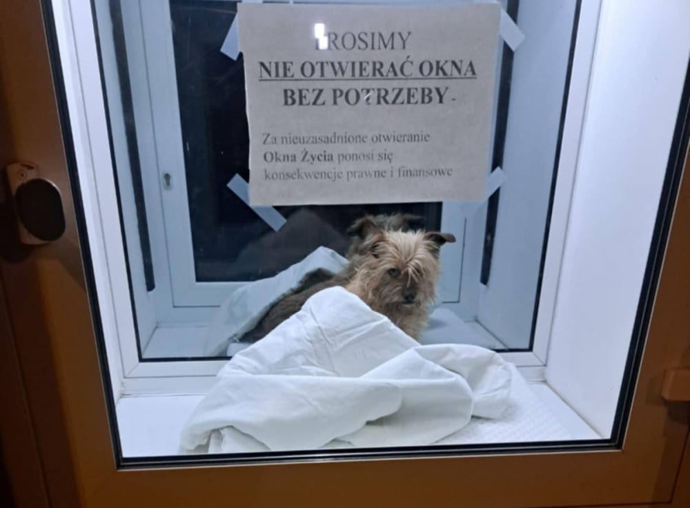 Pies porzucony w Oknie Życia we Wrocławiu. Jakie będą jego dalsze losy? - W Oknie Życia we Wrocławiu porzucono psa. Fot. Schronisko dla Bezdomnych Zwierząt we Wrocławiu (Facebook)