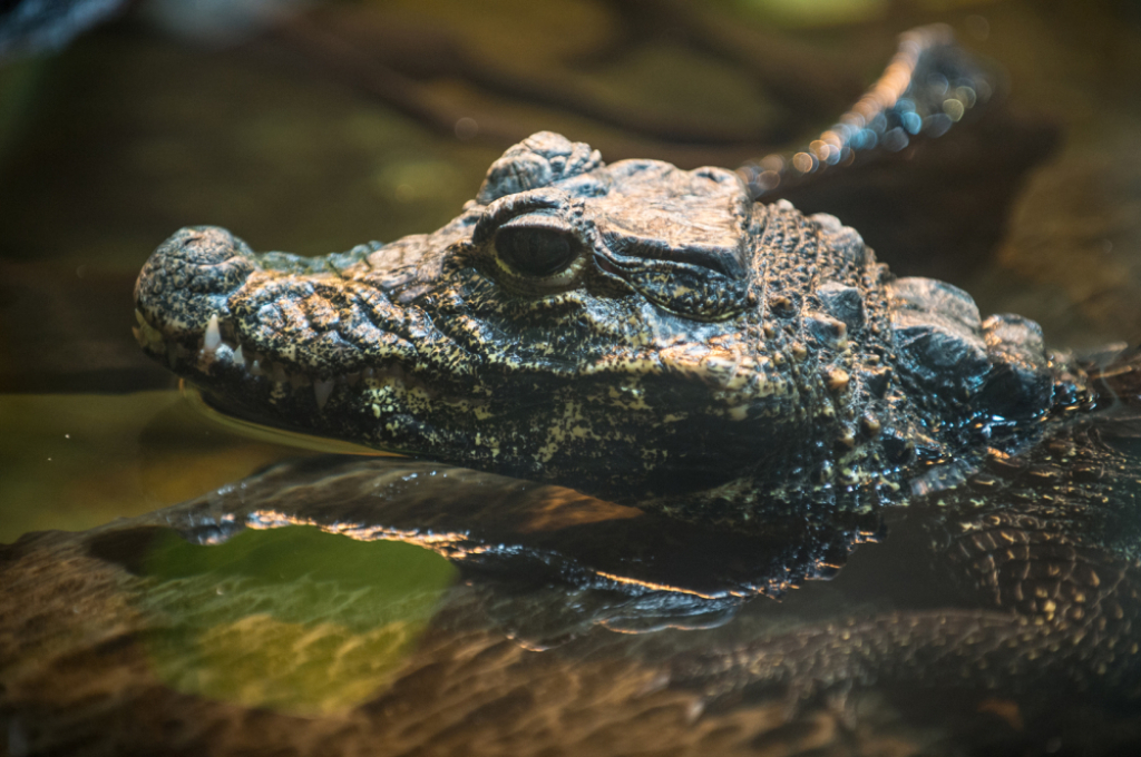 Wielka inwentaryzacja we wrocławskim zoo. Policzyli kilka tysięcy ryb i innych zwierząt! - Wielkie liczenie we wrocławskim zoo. Fot. RW