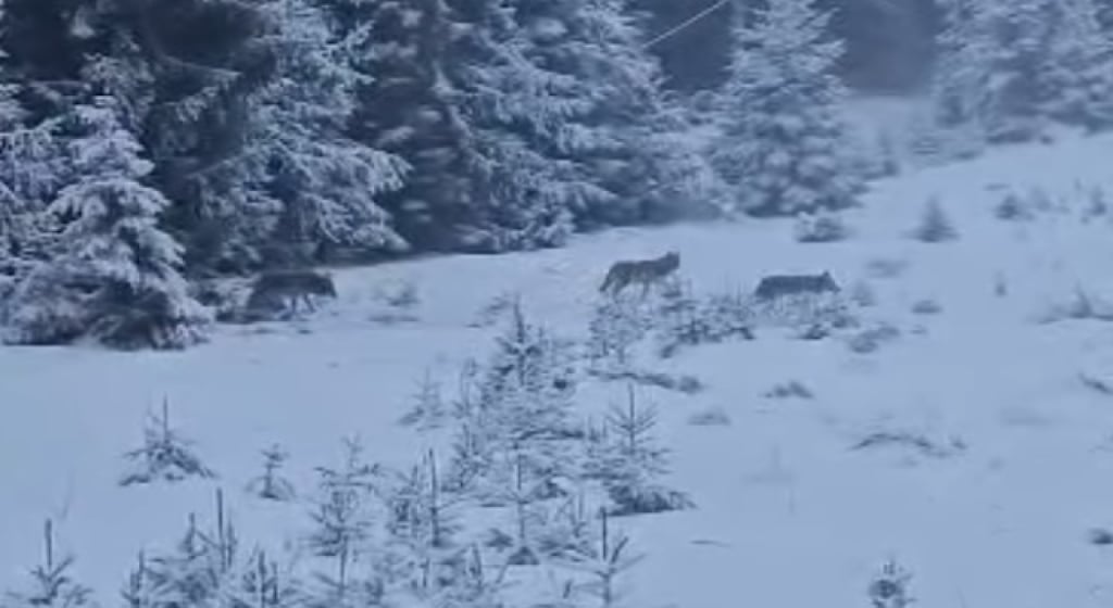 Stado wilków przemierza Góry Sowie - zobacz wyjątkowe nagranie! - Wilki w Górach Sowich - zobacz nagranie! Fot. Krzysztof Sichniewicz