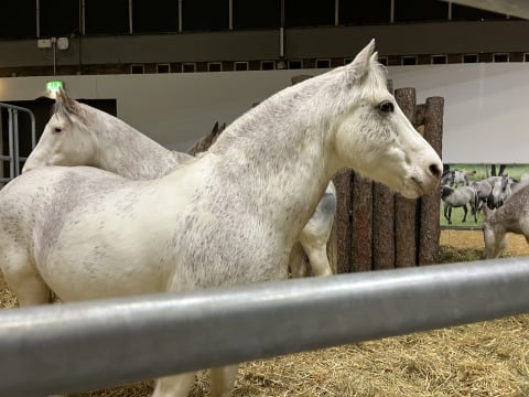 Wystawcy z Dolnego Śląska zaprezentowali swoje wyroby na targach w Berlinie! Hitem jest miód oraz... kiszonki - 3