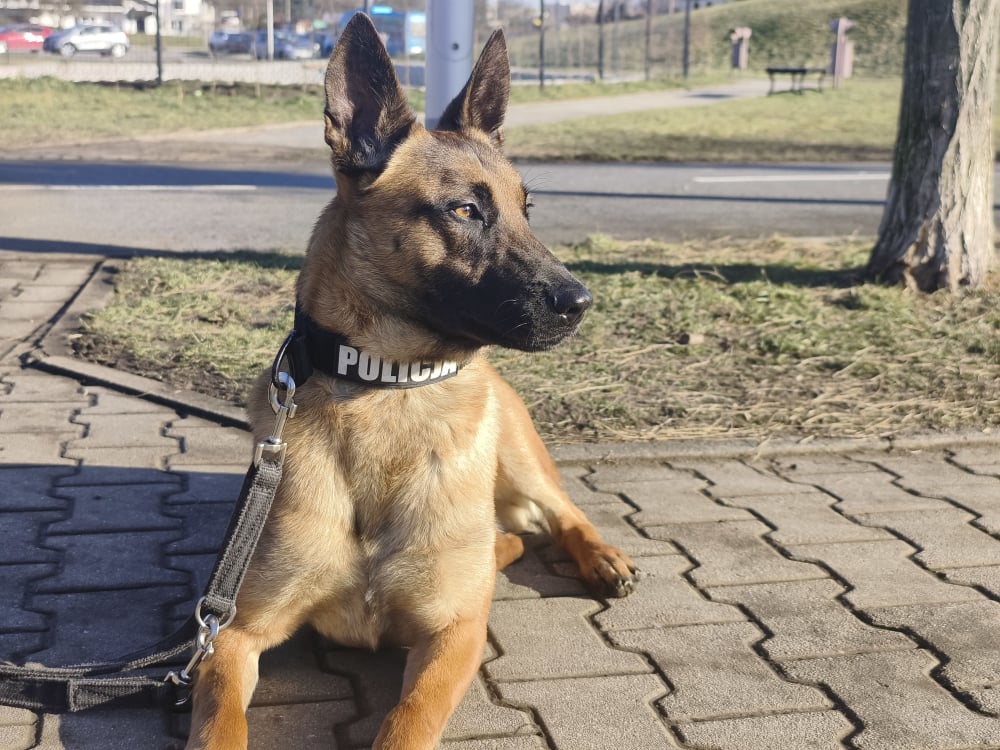 Kolejny wyjątkowy funkcjonariusz w lubińskiej policji! Owczarek belgijski Rocket ma unikalne umiejętności - Rocket to półtoraroczny owczarek belgijski, który potrafi wyszukiwać materiały wybuchowe. Fot: Karolina Bieniek/Radio Wrocław