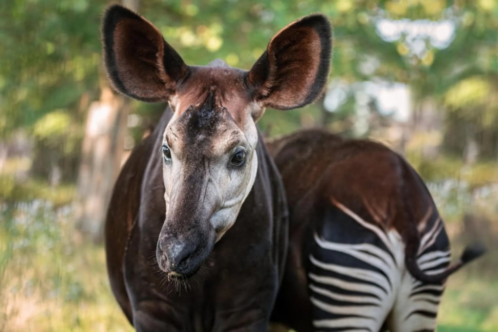 Oddaj stary sprzęt elektroniczny i pomóż uratować okapi! Zoo we Wrocławiu organizuje konkurs dla szkół - Okapi jest wyjątkowo rzadkim i mało poznanym gatunkiem. Zoo Wrocław wspiera ratowanie tych zwierząt. Fot: Zoo Wrocław