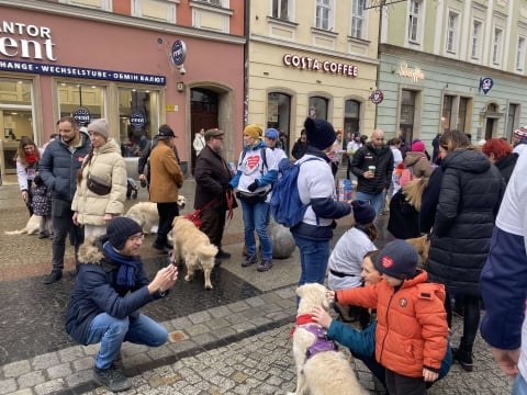 Golden Retrivery również pomagają wspierać WOŚP! Mieszkańcy Wrocławia mogą zrobić sobie z nimi zdjęcia - 0