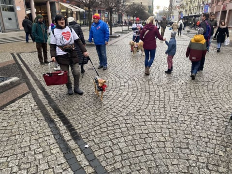 Golden Retrivery również pomagają wspierać WOŚP! Mieszkańcy Wrocławia mogą zrobić sobie z nimi zdjęcia - 2