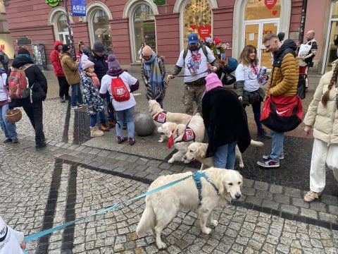 Golden Retrivery również pomagają wspierać WOŚP! Mieszkańcy Wrocławia mogą zrobić sobie z nimi zdjęcia - 3