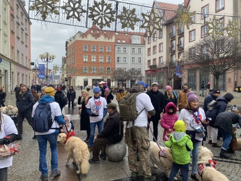 Golden Retrivery również pomagają wspierać WOŚP! Mieszkańcy Wrocławia mogą zrobić sobie z nimi zdjęcia - 4