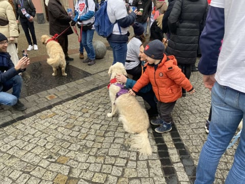 Golden Retrivery również pomagają wspierać WOŚP! Mieszkańcy Wrocławia mogą zrobić sobie z nimi zdjęcia - 5