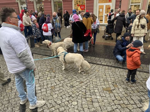 Golden Retrivery również pomagają wspierać WOŚP! Mieszkańcy Wrocławia mogą zrobić sobie z nimi zdjęcia - 6