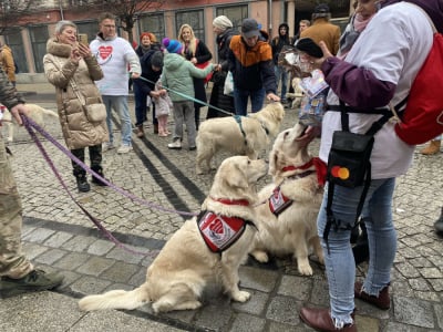 Golden Retrivery również pomagają wspierać WOŚP! Mieszkańcy Wrocławia mogą zrobić sobie z nimi zdjęcia