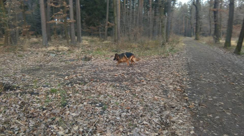 Z psem do lasu? Tylko na smyczy. Za złamanie przepisu grozi wysoka kara - 0