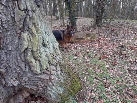 Z psem do lasu? Tylko na smyczy. Za złamanie przepisu grozi wysoka kara - 1