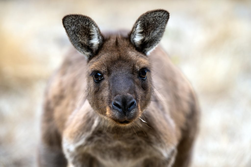 Tajemnicza śmierć 11 kangurów w zoo. We Wrocławiu zbadają przyczyny zgonów - 11 kangurów padło w opolskim zoo. Zdjęcie ilustracyjne. Fot. Pixabay