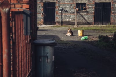 Głuszyca: Dziesiątki tysięcy złotych na opiekę nad bezdomnymi zwierzętami