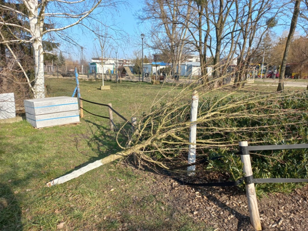 Połamane i ścięte drzewa w Parku Jedności na Zakrzowie. To było celowe działanie! - Zniszczono drzewa na wrocławskim Zakrzowie. Fot. Dawid Dettlaff