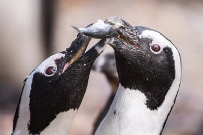 Miłość w świecie natury. Romantyczne historie z wrocławskiego zoo