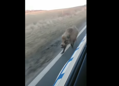 Policjanci odprowadzili... dzika Franka do lasu! Zobacz nagranie z wyjątkowej interwencji