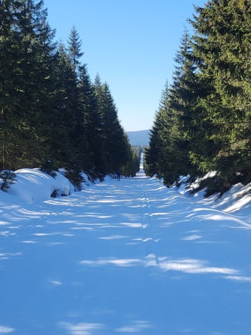 49 Bieg Piastów. Jaka jest obecnie pogoda na biegowych trasach?