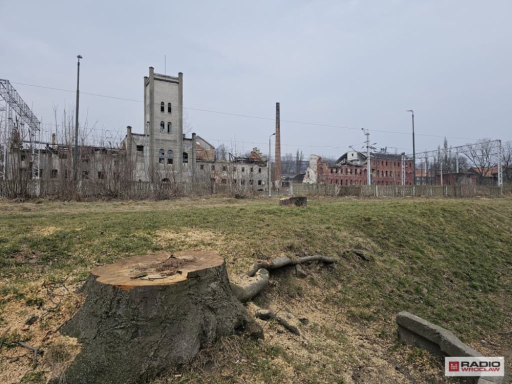 W Wałbrzychu wycięto drzewa, a wśród nich niezwykle rzadki jesion. "Powinien być oczkiem w głowie" - Cenny okaz i inne drzewa wycięto w Wałbrzychu. Fot. Bartosz Szarafin