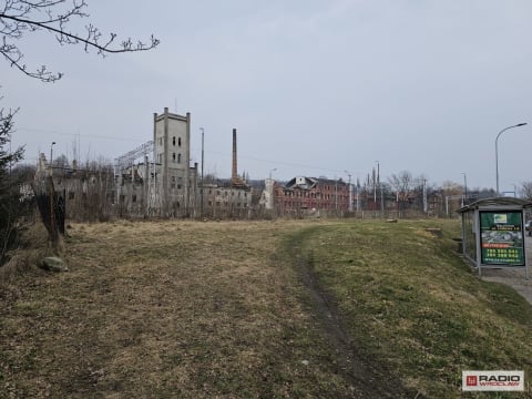 W Wałbrzychu wycięto drzewa, a wśród nich niezwykle rzadki jesion. "Powinien być oczkiem w głowie" - 2