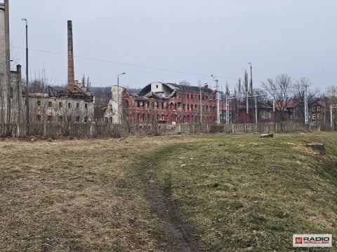 W Wałbrzychu wycięto drzewa, a wśród nich niezwykle rzadki jesion. "Powinien być oczkiem w głowie" - 3