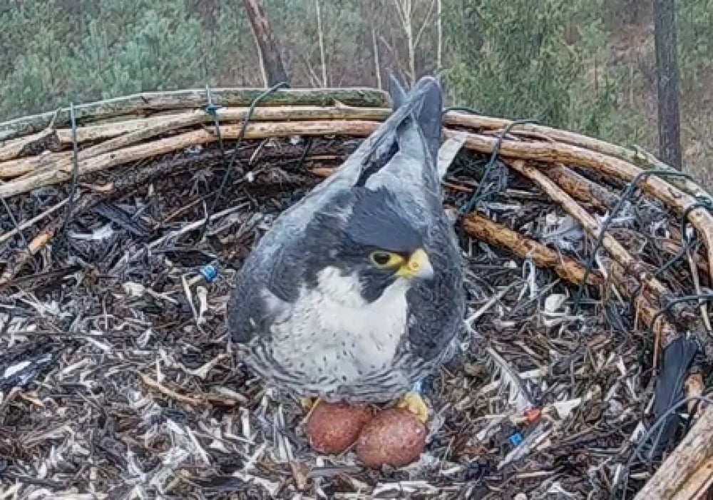 Sokoły z Doliny Baryczy znów spodziewają się młodych! Zdenka i Borek to niezwykła para - Zdenka i Borek spodziewają się młodych. Fot. peregrinus.pl / Nadleśnictwo Żmigród