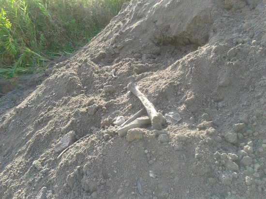 Ludzkie kości tuż przy AOW (Zdjęcia)