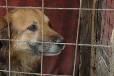 Psy z Dobrocina pozostawione na śmierć (Zobacz)