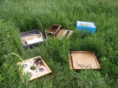 Miliony pszczół zabitych pod Środą Śląską (ZOBACZ ZDJĘCIA)