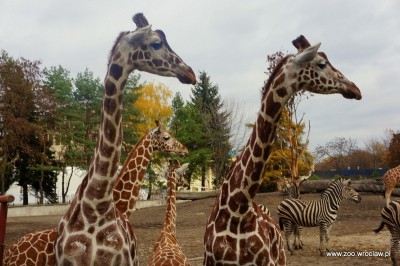 Zoo Wrocław: Nowe gadżety spodobały się żyrafom (FOTO)
