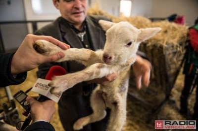 Uniwersytet Przyrodniczy ratuje owce zagrożone wyginięciem