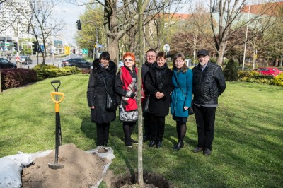 Zasadzili nowe drzewo na placu Grunwaldzkim