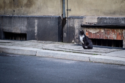 Wrocław prowadzi Rejestr Społecznych Opiekunów Kotów Wolno Żyjących