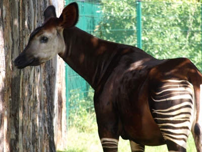 Wrocław: Oddaj telefon i uratuj okapi